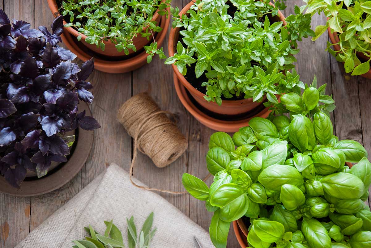 purple basil and other herbs