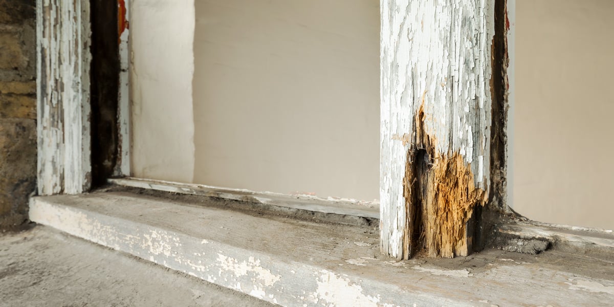 termites eating wood