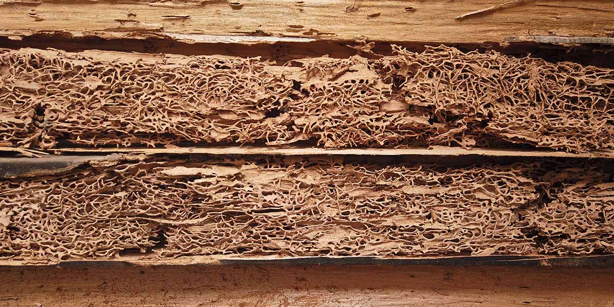 wood outdoor kitchen frame that has been eaten by termites